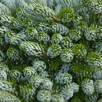 Abies koreana 'Kohout's Icebreaker'&reg;