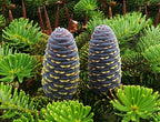 Abies Koreana