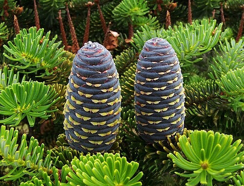 Abies Koreana