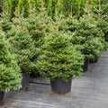 Abies Nordmanniana