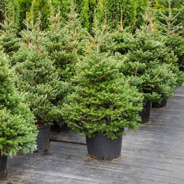 Abies Nordmanniana