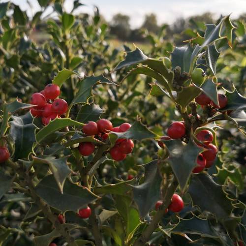 Ilex Aquifolium Alaska Bola