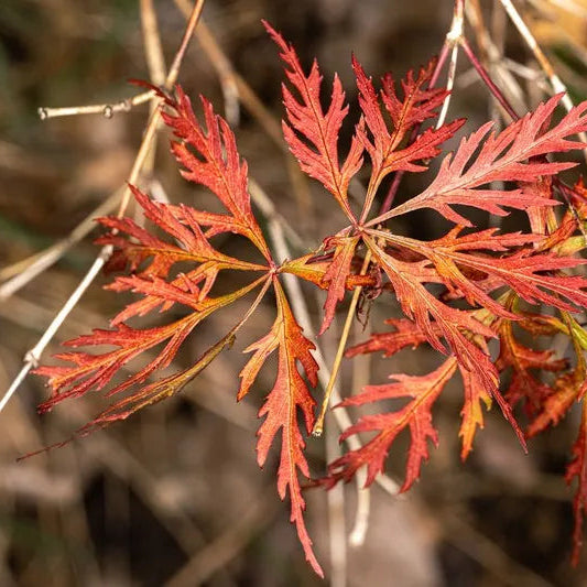 Acer palm. 'Orangeola'