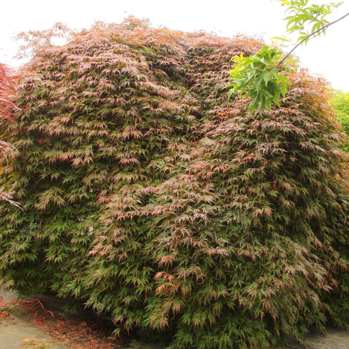 Acer palm. 'Orangeola'