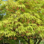Acer palm. 'Dissectum'