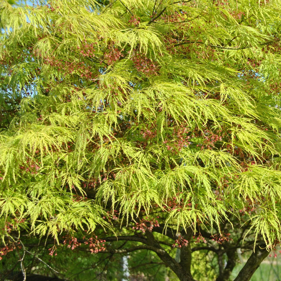 Acer palm. 'Dissectum'