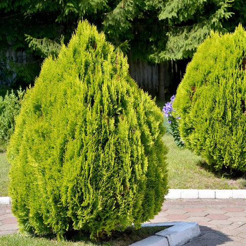 Thuja orient. 'Aurea Nana'