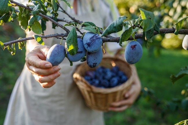 Plantas frutales