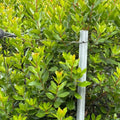 Arbutus unedo 100/120 cm en maceta de 18L