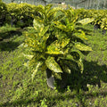 Aucuba japonica 'Crotonifolia' 60/80 cm en maceta de 10L