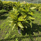 Aucuba japonica 'Crotonifolia' 60/80 cm en maceta de 10L