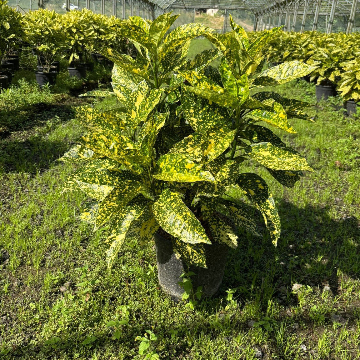 Aucuba japonica 'Crotonifolia' 60/80 cm en maceta de 10L