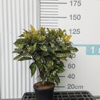 Aucuba japonica 'Crotonifolia' 80/100 cm en maceta de 18L