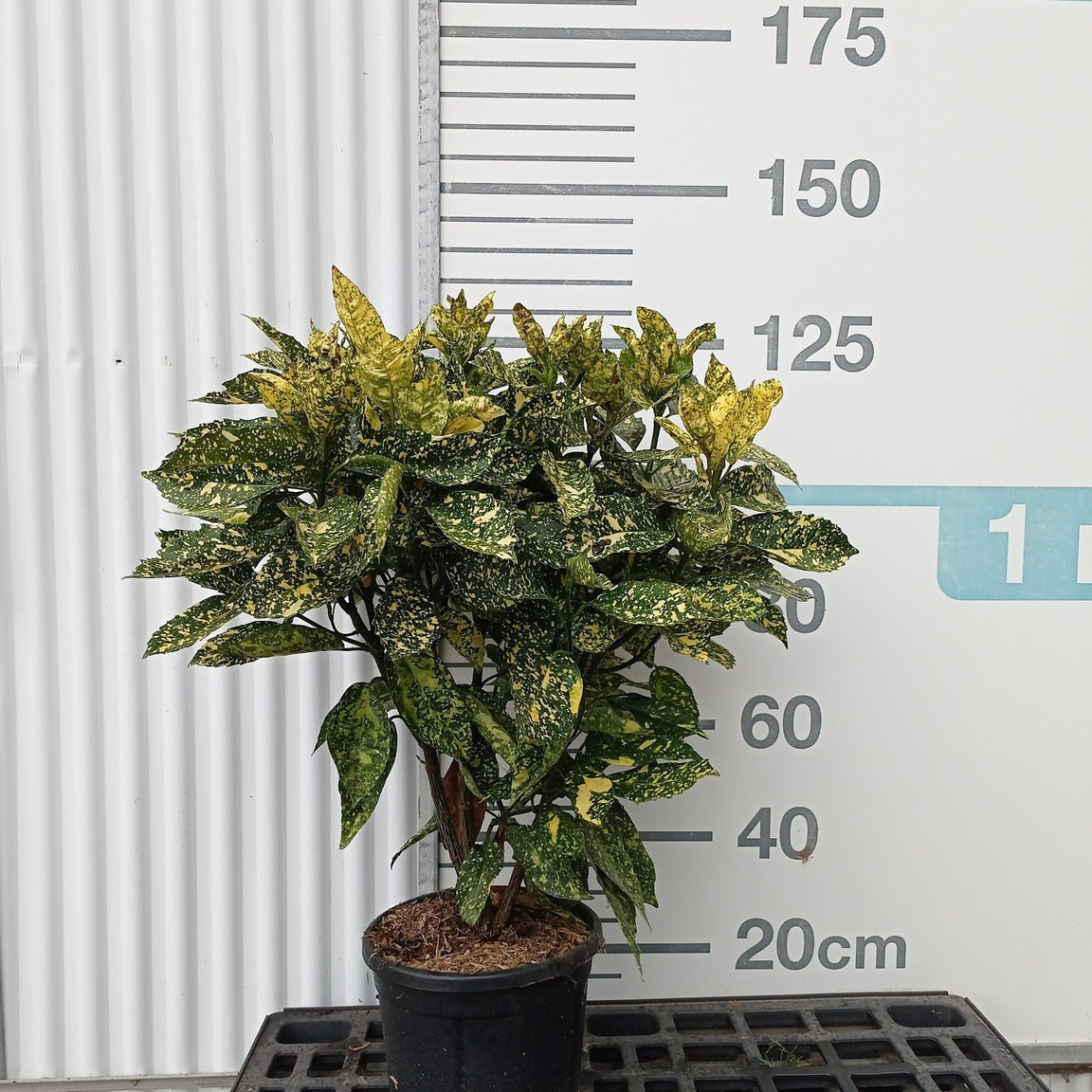 Aucuba japonica 'Crotonifolia' 80/100 cm en maceta de 18L