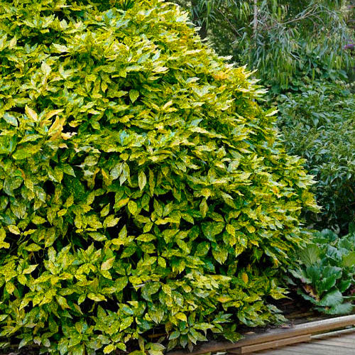 Aucuba japonica 'Crotonifolia'