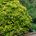 Aucuba japonica 'Crotonifolia'