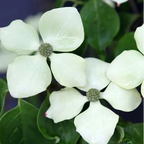 Cornus kousa 'Schmetterling'