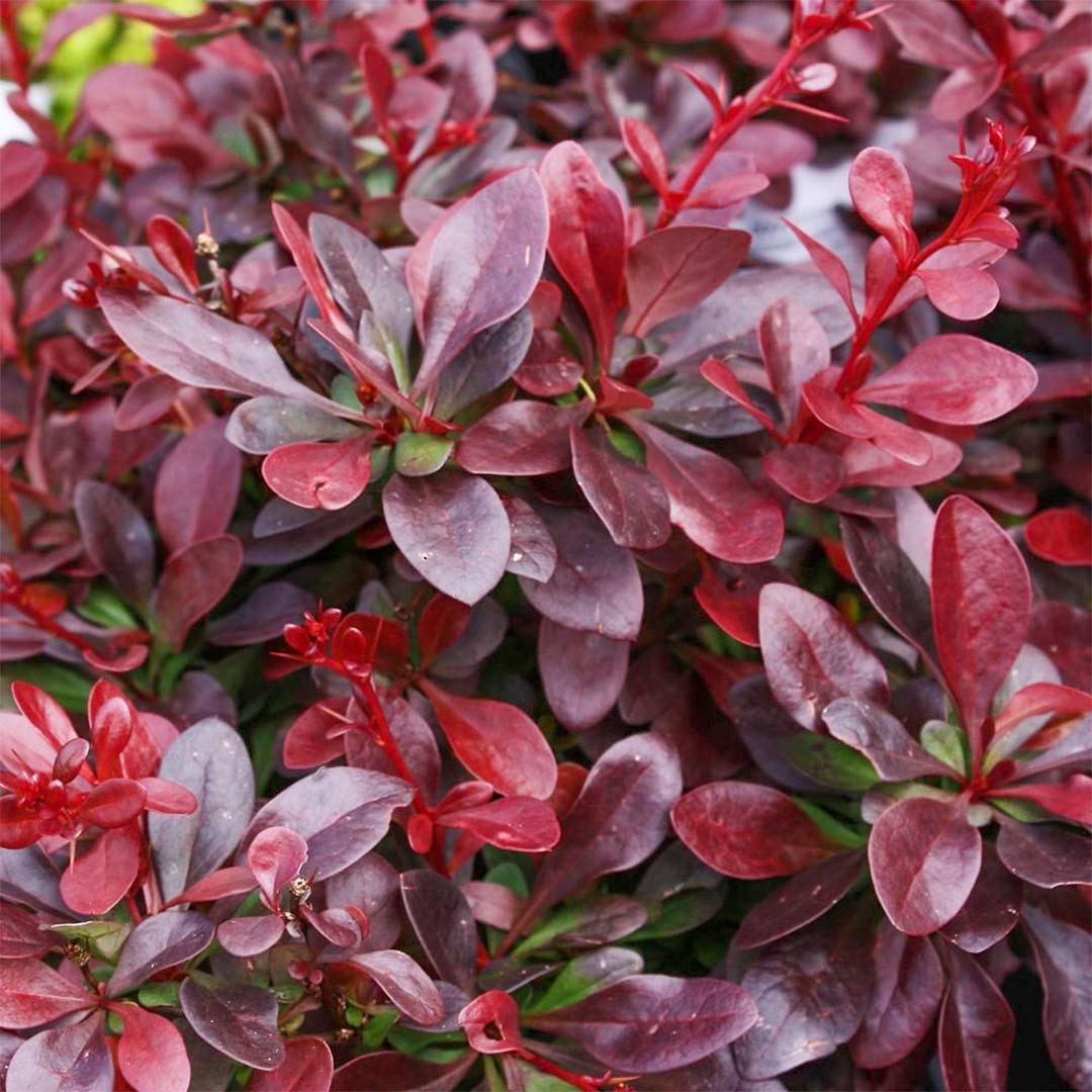 Berberis Thumergii Atr. Nana