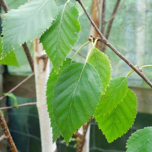 Betula Utilis Jaquemonti