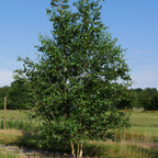 Betula Alba Pendula