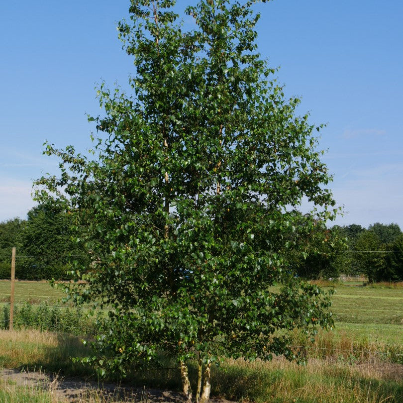 Betula Alba Pendula