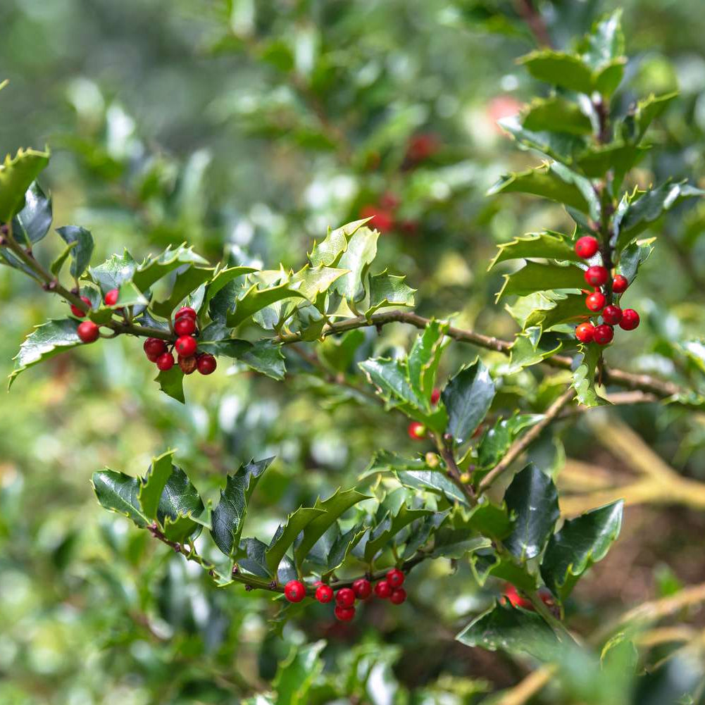 Ilex x Meserveae Blue Princes Arbust