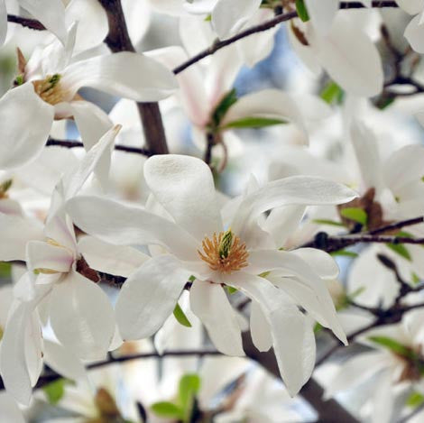 Magnolia Kobus Stella