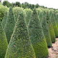 Buxus Sempervirens Cono