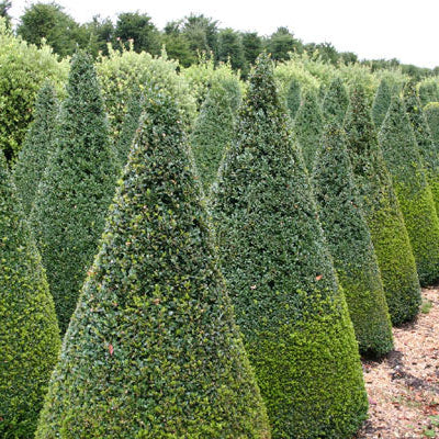 Buxus Sempervirens Cono