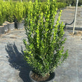 Buxus sempervirens 40/60 cm en maceta de 5L