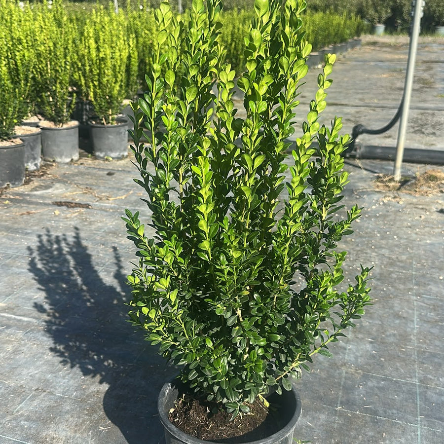 Buxus sempervirens 40/60 cm en maceta de 5L