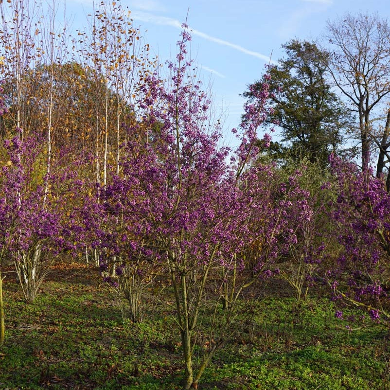 Callicarpa bodinieri 'Profusion'