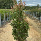 Callistemon citrinus 'Splendens' 150/175 cm 30L