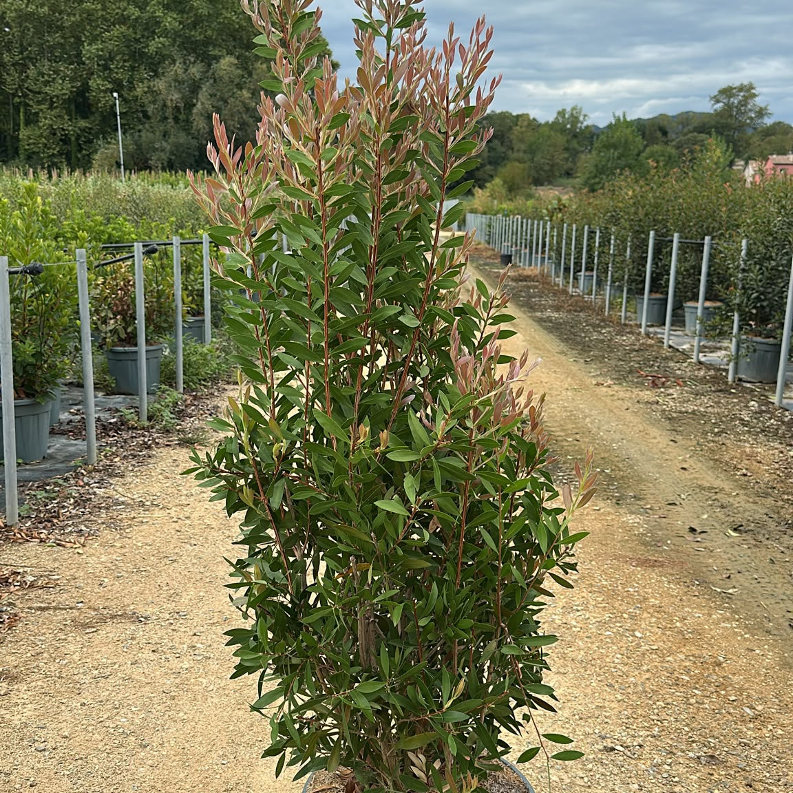 Callistemon citrinus 'Splendens' 150/175 cm 30L