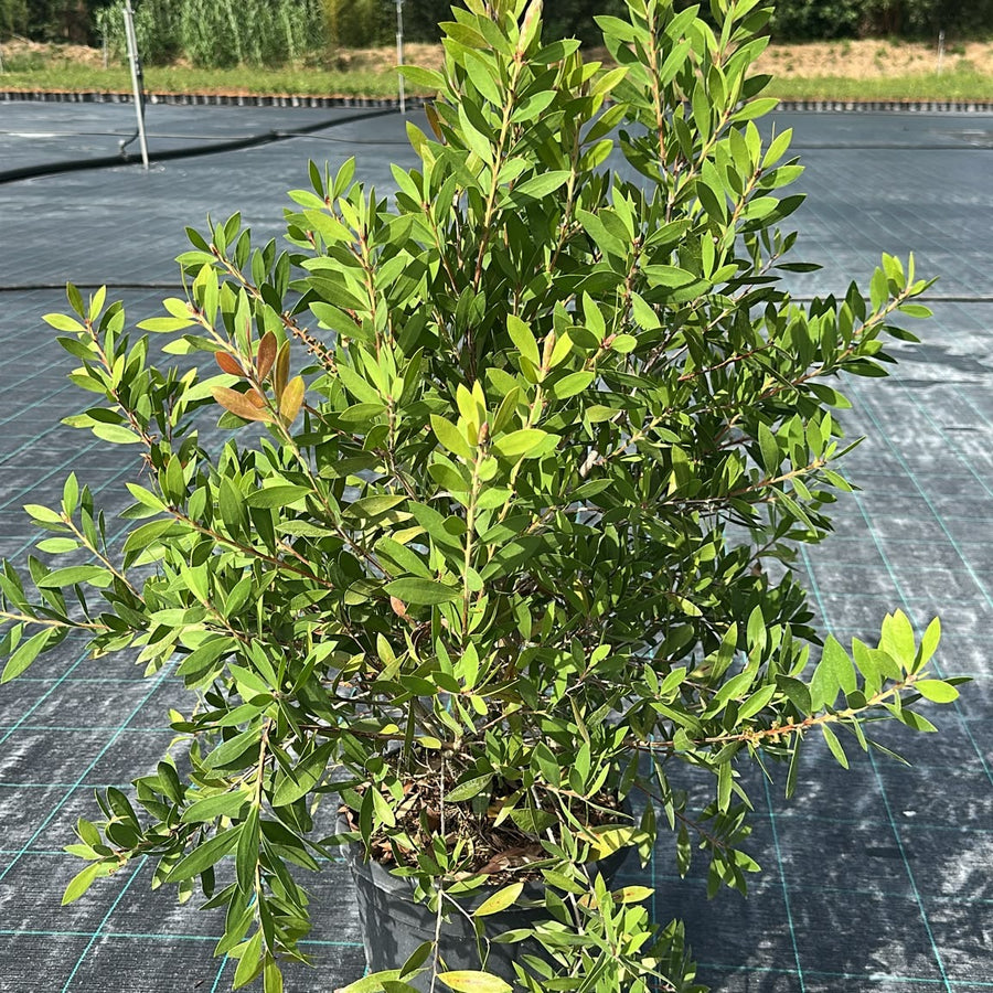 Callistemon citrinus 'Splendens' 80/100 cm en maceta de 10L