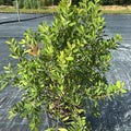 Callistemon citrinus 'Splendens' 80/100 cm en maceta de 10L