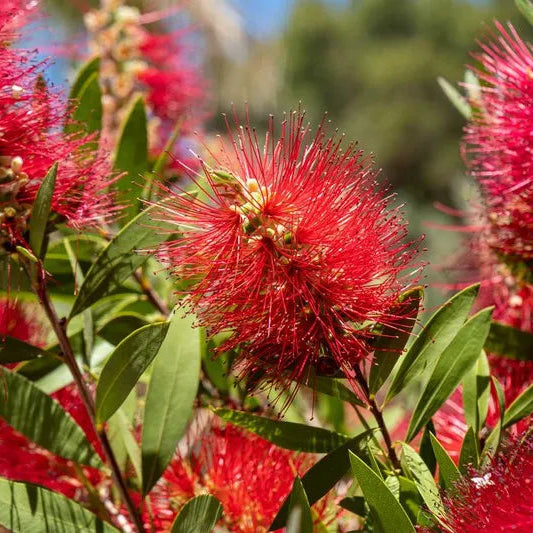 Callistemon Laevis