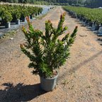 Callistemon 'Red Rocket' 40/60 cm en maceta de 10L