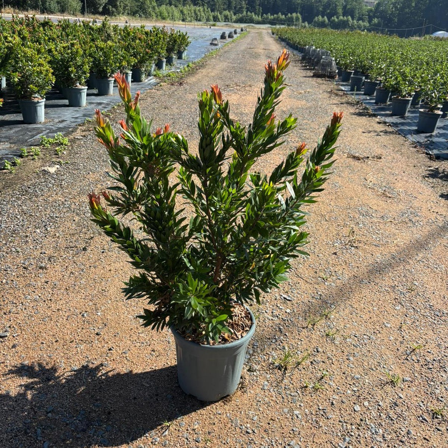 Callistemon 'Red Rocket' 40/60 cm en maceta de 10L