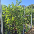 Callistemon × laevis 40/60 cm en maceta de 10L