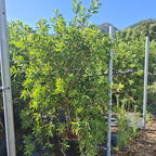 Callistemon × laevis 40/60 cm en maceta de 10L