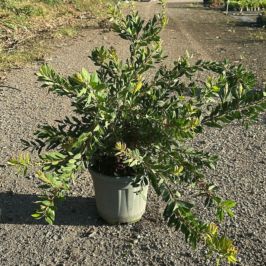 Callistemon × laevis 60/80 cm en maceta de 10L