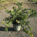 Callistemon × laevis 60/80 cm en maceta de 10L