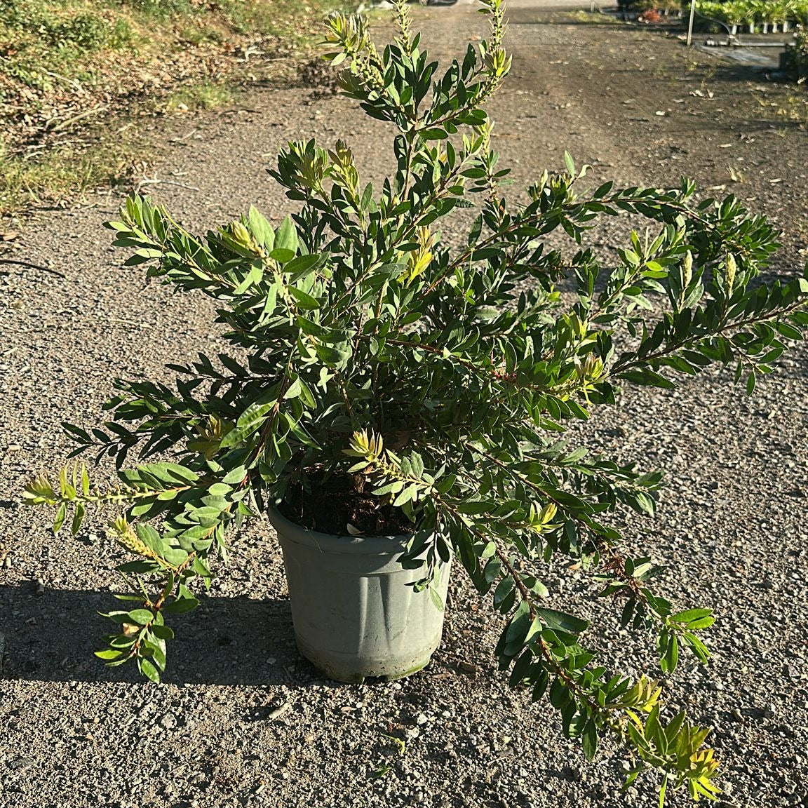 Callistemon × laevis 60/80 cm en maceta de 10L