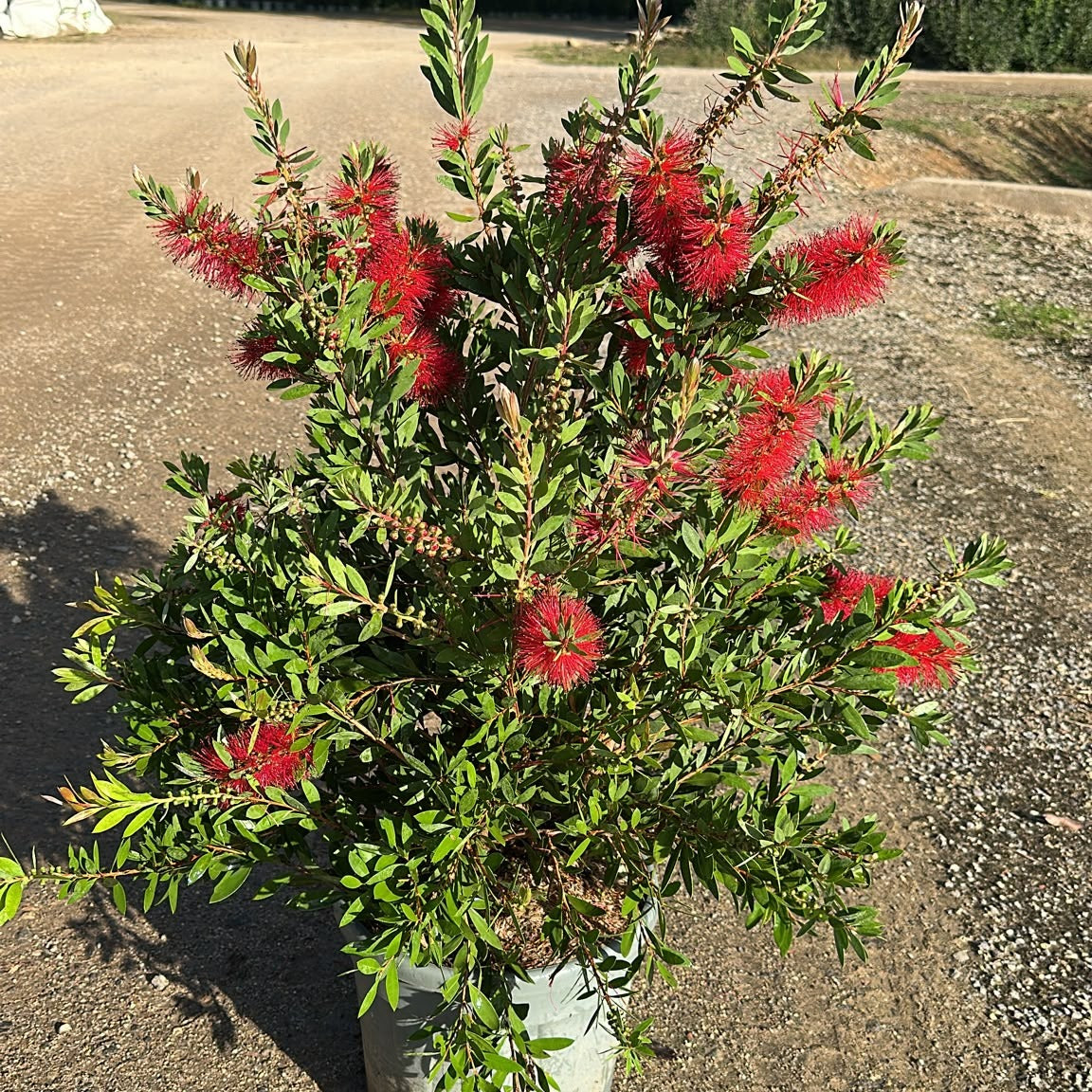 Callistemon × laevis 80/100 cm en maceta de 15L