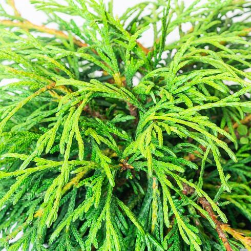 Thuja plicata 'Kagers Beauty'