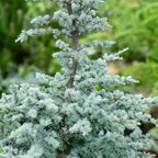 Cedrus libani 'Horstmanns Silberspitz'