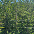 Cedrus Atlantica 125/150 cm en maceta de 18L