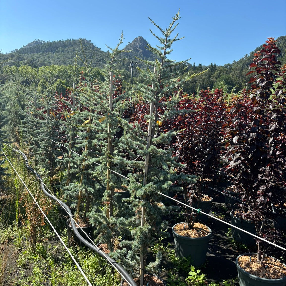 Cedrus Atlantica 'Glauca' 125/150 cm en maceta de 18L
