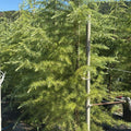 Cedrus deodara 175/200 cm en maceta de 18L